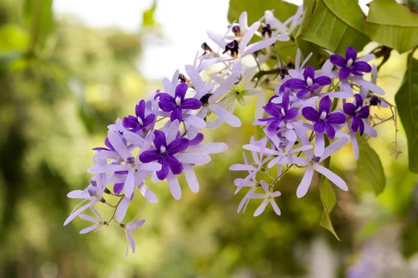 Petrea volubilis L. — Fotografia de Stock