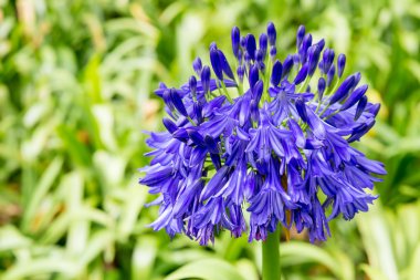 agapanthus mavi