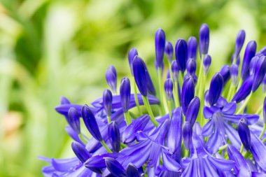agapanthus mavi