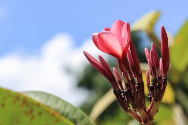 Kırmızı Frangipani