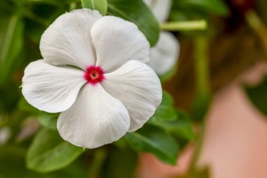 Vinca rosea