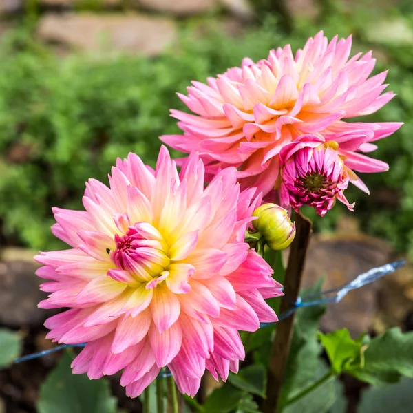 La flor de la dalia —  Fotos de Stock