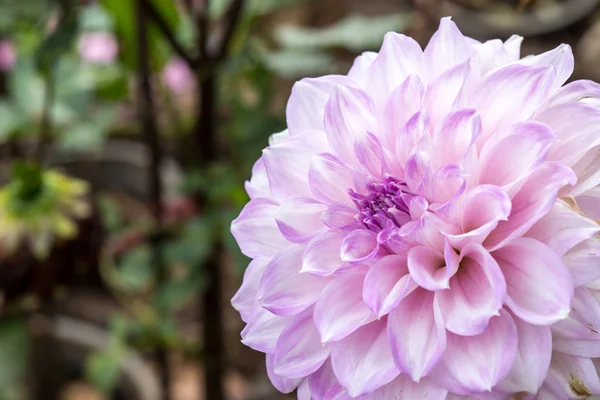 La flor de la dalia —  Fotos de Stock