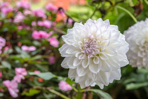 La flor de la dalia —  Fotos de Stock