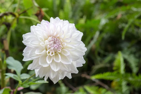 La flor de la dalia —  Fotos de Stock