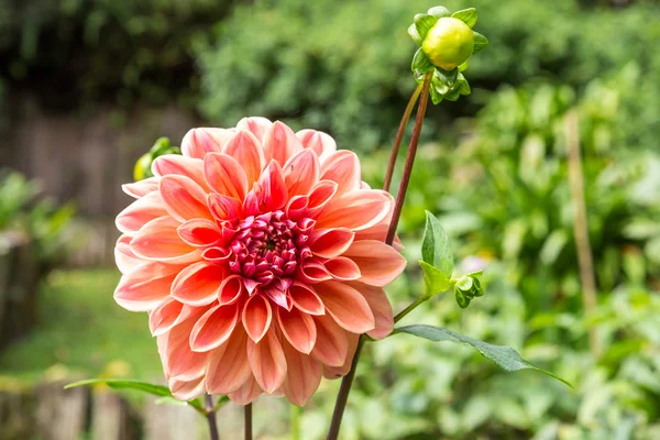 La flor de la dalia —  Fotos de Stock