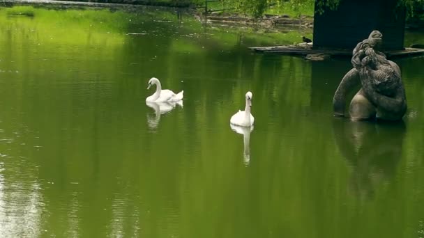 Cygnes blancs en été journée ensoleillée sur le lac — Video