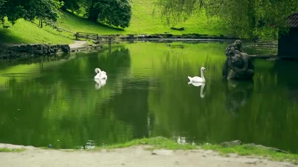 Cisnes brancos no verão dia ensolarado no lago — Vídeo de Stock