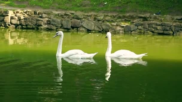 Witte zwanen in zonnige zomerdag op Lake — Stockvideo