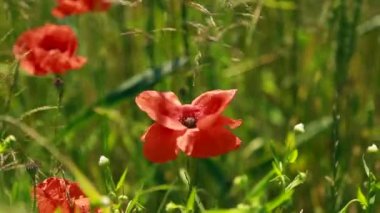 Haşhaş tarlasının üzerinde gün batımının güzel olduğu manzara