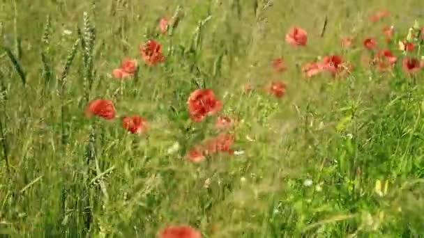 Paisagem com belo pôr do sol sobre campo de papoula — Vídeo de Stock