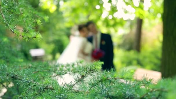 Νεόνυμφο ευτυχισμένη νύφη και γαμπρός φιλάει στο φθινόπωρο δάσος πεύκων — Αρχείο Βίντεο