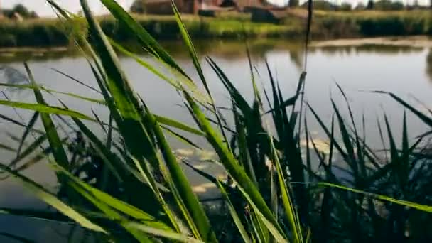 Přírodní pozadí zelených rákosí proti šumivé vodě — Stock video