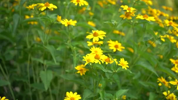 Gula blommor fält. Fält med gula blommor — Stockvideo