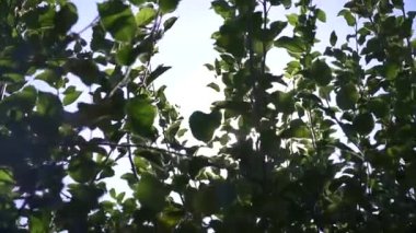 Güneş ışınları çalıların arasından yol alır.