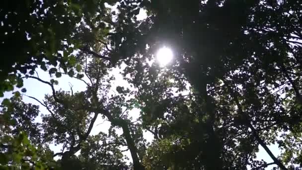 Les rayons du soleil se fraient un chemin à travers les buissons — Video