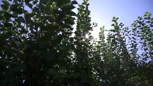 Los rayos del sol hacen su camino a través de los arbustos — Vídeos de Stock