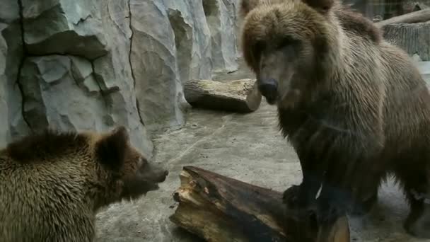 Deux ours bruns jouant dans l'enceinte du zoo 