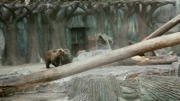Dois ursos castanhos a brincar no recinto do Zoo — Vídeo de Stock