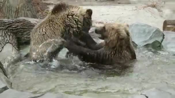 Dva hnědí medvědi v Zoo skříň
