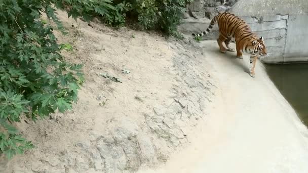 Tigre camina por el recinto del Zoo — Vídeo de stock