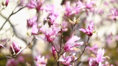 Çiçek pembe Manolya ağacı çiçeği