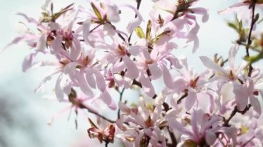 Çiçek pembe Manolya ağacı çiçeği
