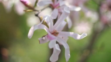 Çiçek pembe Manolya ağacı çiçeği