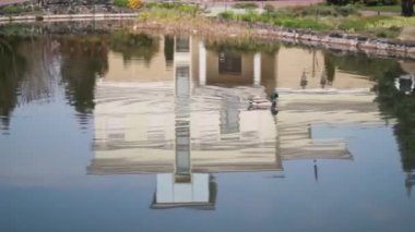 Vahşi ördek sonbahar gölünde yüzüyor.