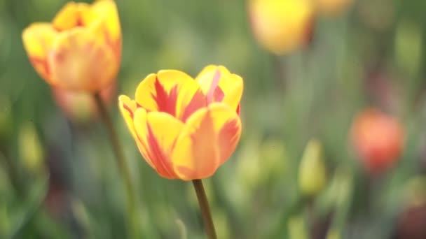 튤립 정원에서 성장 하는 녹색 bokeh 배경 — 비디오