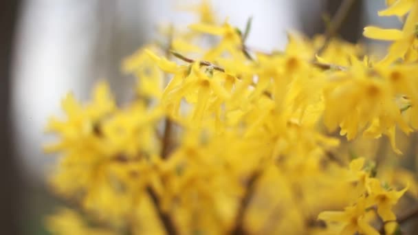 Gula blommor blomma på våren isolerade — Stockvideo