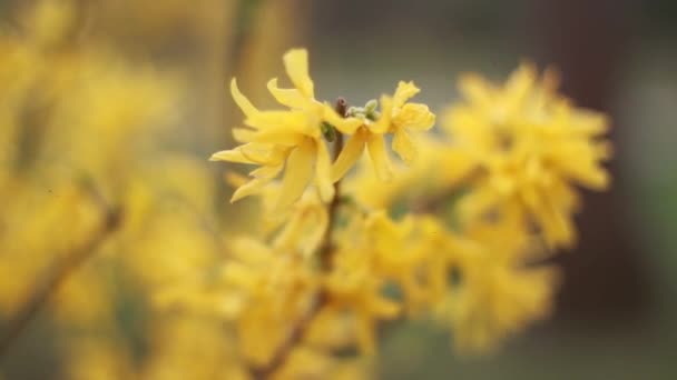 Gele bloemen bloeien in het voorjaar van geïsoleerd — Stockvideo