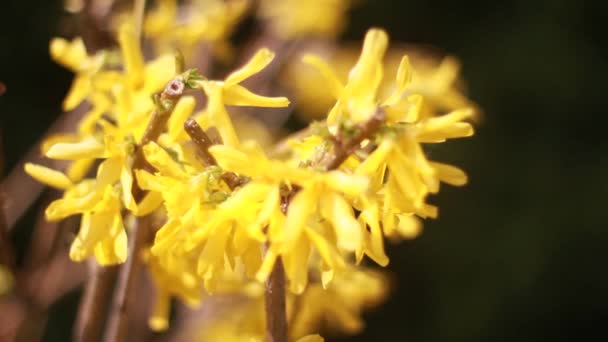 Flores amarelas florescer na primavera isolado — Vídeo de Stock