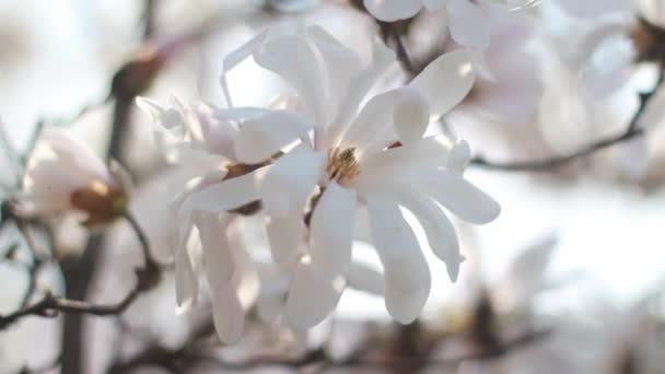 Flores brancas . — Vídeo de Stock