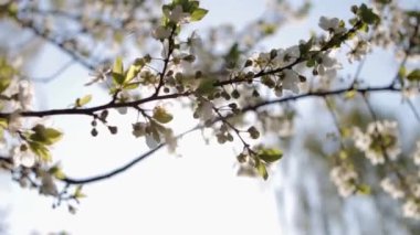 Bir bahar günü kiraz çiçekleri açar.
