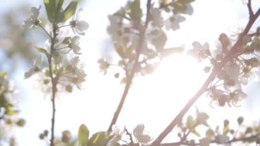 Bir bahar günü kiraz çiçekleri açar.