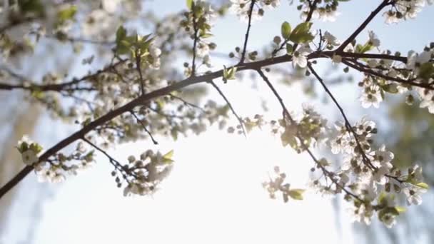 Kwiaty kwiatów wiśni w wiosenny dzień — Wideo stockowe