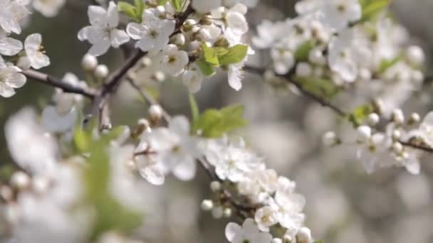 Las flores de los cerezos florecen en un día de primavera — Vídeo de stock