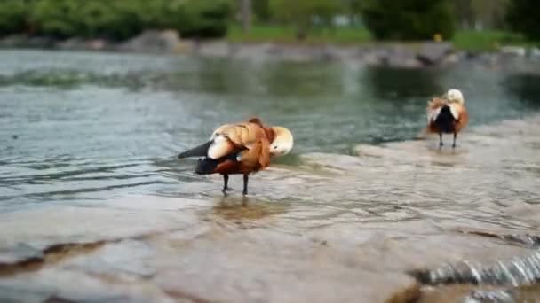 Pato no lago — Vídeo de Stock