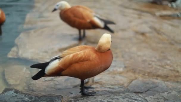 Pato en el lago — Vídeo de stock