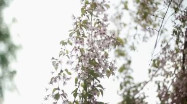 Bir bahar günü Ukrayna üzerinde kiraz çiçekleri çiçek