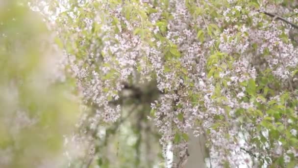 Fleurs des fleurs de cerisier sur un jour de printemps Ukraine — Video