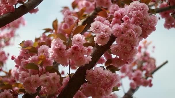 Όμορφα ροζ λουλούδια στην Ουκρανία κήπων — Αρχείο Βίντεο