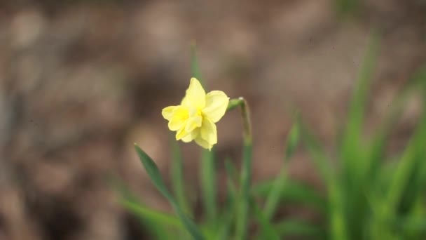 Fiori gialli primaverili in un pomeriggio di sole all'inizio della primavera . — Video Stock