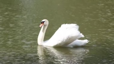 büyük beyaz kuğu gölde yüzme harika yaz gününde