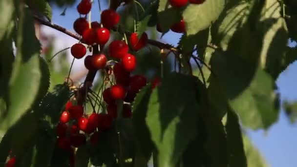 Kersenbessen op de boom — Stockvideo