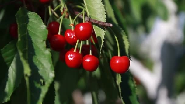 Bayas de cereza en el árbol — Vídeo de stock