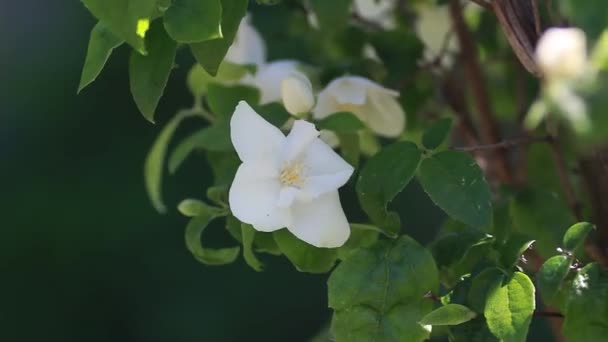 Witte bougainvillea bloem op de muur — Stockvideo