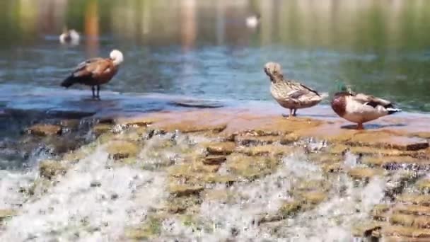 Patos en un hermoso lago con cascada — Vídeo de stock