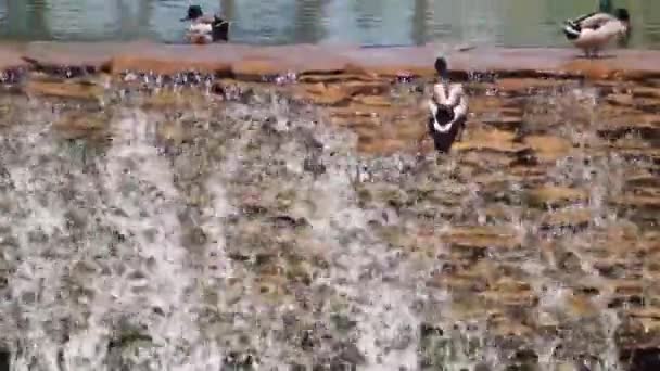 Утки на красивом озере с водопадом — стоковое видео